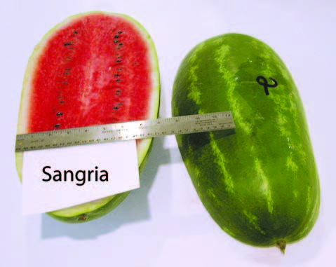 Cut and whole ‘Sangria’ watermelon displayed side by side on a white background. The cut fruit displays deep red flesh with black seeds, and a metal ruler crosses both fruits for size comparison. A label reading “Sangria” is positioned in front of the cut half.