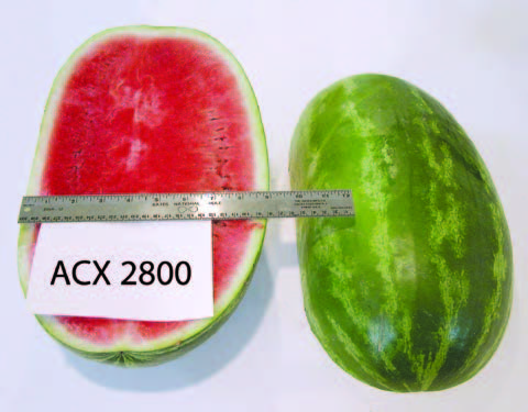 Cut and whole ‘ACX 2800’ watermelon displayed side by side on a white background. The cut fruit reveals red flesh with few visible seeds, and a metal ruler is placed across both fruits to show size. A label reading “ACX 2800” is positioned in front of the cut half.