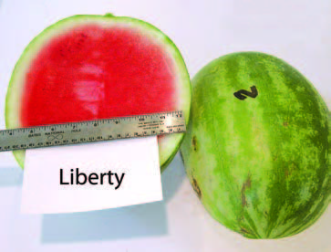 Cut and whole ‘Liberty’ watermelon. The cut fruit shows bright red flesh with a pale rind; a ruler is placed across the cut surface for size reference.