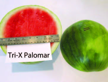 Cut and whole ‘Tri-X Palomar’ watermelon. The cut fruit shows deep red flesh with a pale rind; a ruler is placed across the cut surface for size reference.