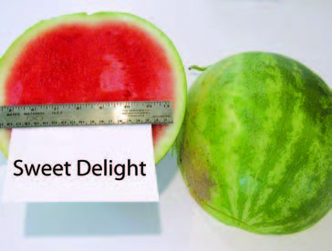 Cut and whole ‘Sweet Delight’ watermelon. The cut fruit shows dark red flesh with a pale rind; a ruler is placed across the cut surface for size reference.