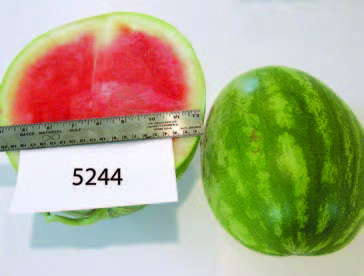 Cut and whole watermelon line 5244. The cut fruit shows red flesh with a pale rind; a ruler is placed across the cut surface for size reference.
