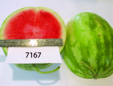 Cut and whole watermelon line 7167. The cut fruit shows bright red flesh with a pale rind; a ruler is placed across the cut surface for size reference.