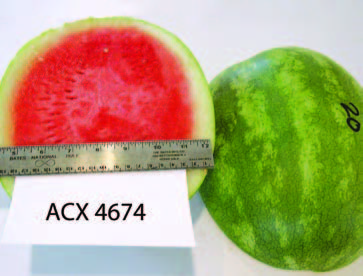 Cut and whole ‘ACX 4674’ watermelon. The cut fruit shows red flesh with a pale rind; a ruler is placed across the cut surface for size reference.