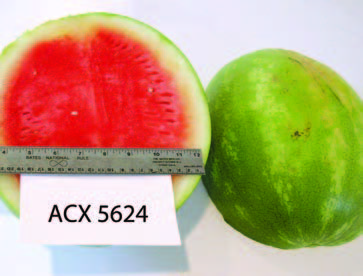 Cut and whole ‘ACX 5624’ watermelon. The cut fruit shows bright red flesh with a pale rind; a ruler is placed across the cut surface for size reference.