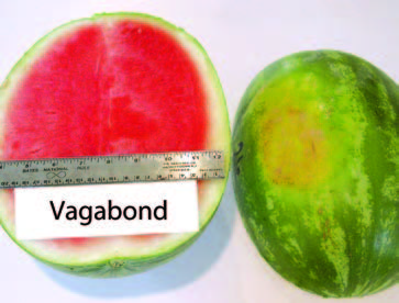 Cut and whole ‘Vagabond’ watermelon. The cut fruit shows bright red flesh with a pale rind; a ruler is placed across the cut surface for size reference.