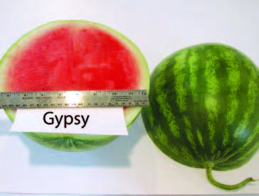 Cut and whole ‘Gypsy’ watermelon. The cut fruit shows red flesh with a pale rind; a ruler is placed across the cut surface for size reference.