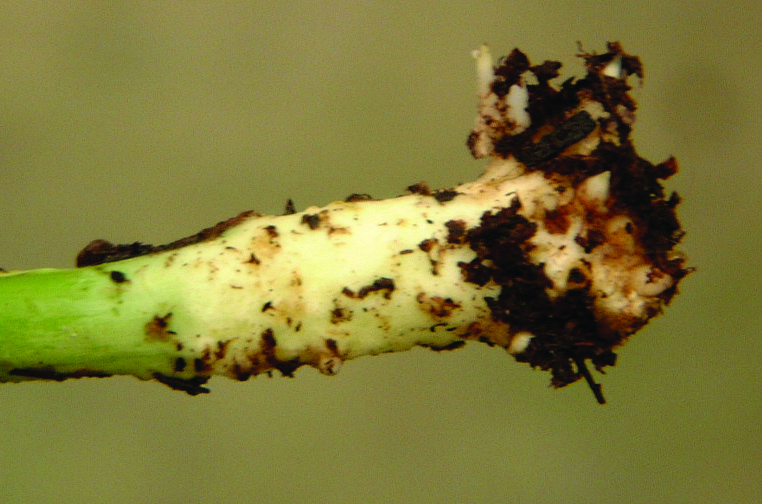Close up image of poinsettia stem base, showing callus formation.
