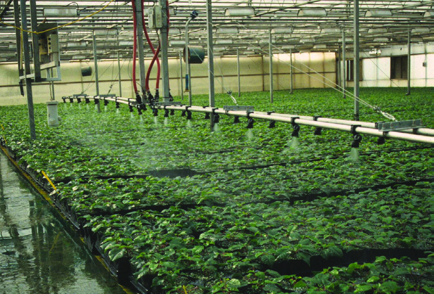 Rows of poinsettia cuttings being misted.