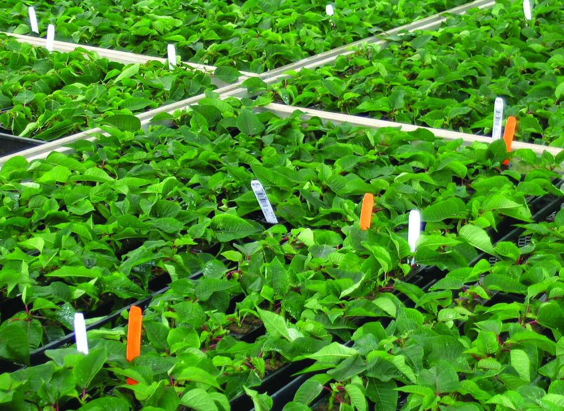 Spreader stickers on poinsettia cuttings