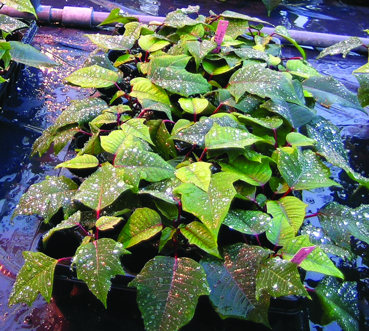 Moisture accumulated on a poinsettia plant.