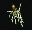 root development after 17 days