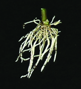 poinsettia root after 21 days