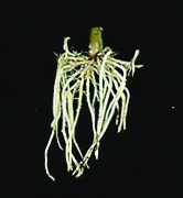 poinsettia root after 24 days