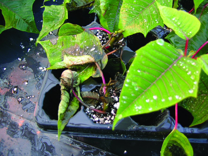 Image of botrytis on poinsetta cuttings