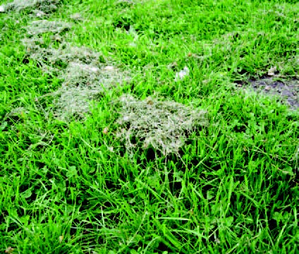 Clumps of grass clippings on mowed lawn