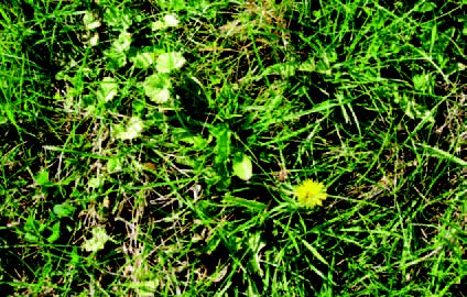 Lawn area with scattered broadleaf weeds growing among grass