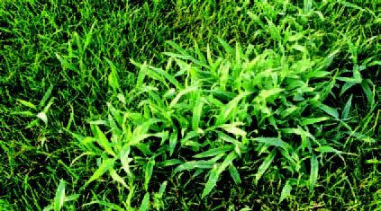 Dense clump of crabgrass growing within a lawn
