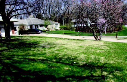 Yard with nimblewill near a house and trees