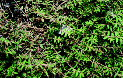 Spreading low-growing weed with small leaves in a lawn