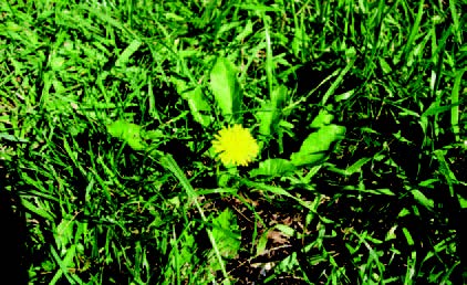 Dandelion flower growing in a grassy lawn