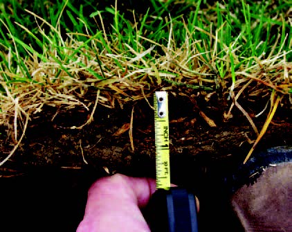 Measuring thickness of thatch layer in lawn with a ruler in a soil cross-section