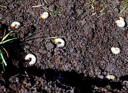 White grubs exposed in soil after lifting turf in a lawn