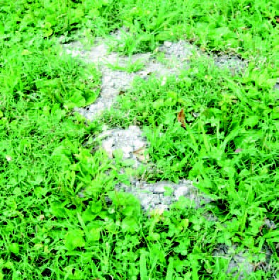 Raised ridges and winding tunnels in a lawn caused by underground mole activity