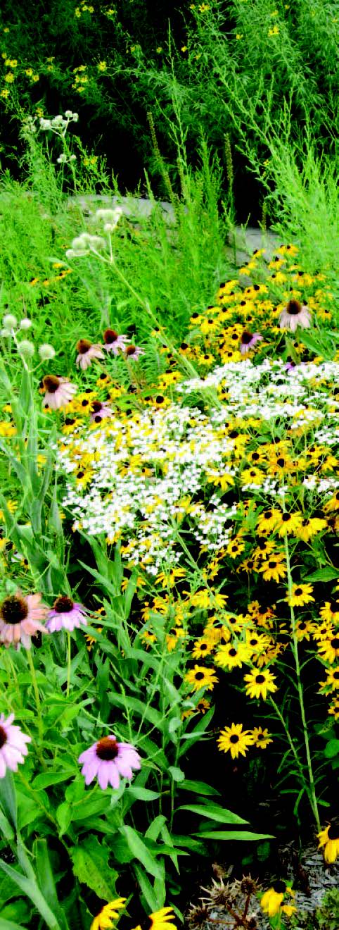 Mixed wildflower garden with coneflowers and black-eyed Susans growing in a naturalized planting
