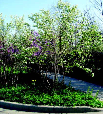 Flowering shrubs and groundcover planted in a curved landscape bed beside a sidewalk