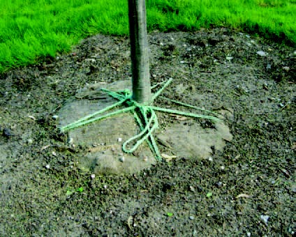 Newly planted tree with twine left around the trunk and root ball at soil level