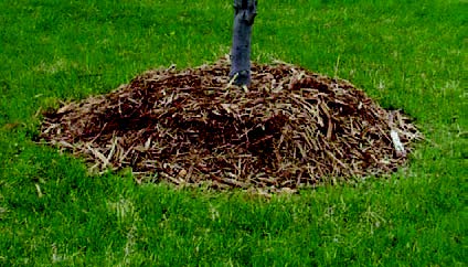 Excess mulch piled around a tree trunk forming a mulch volcano