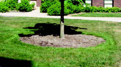 Tree with mulch ring spread evenly around base, kept away from the trunk