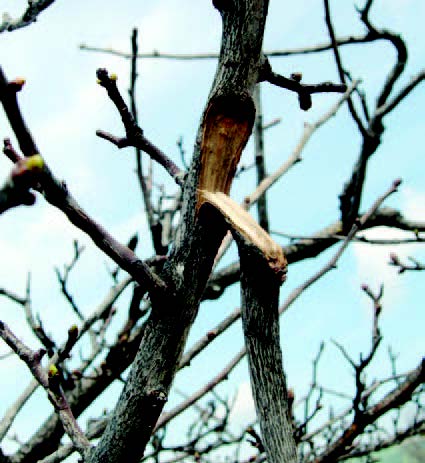 Tree branch split and damaged along the trunk, creating an open wound