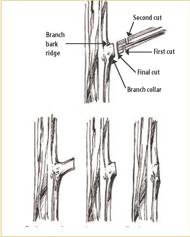 Diagram showing proper and improper pruning cuts, including correct cut and common mistakes