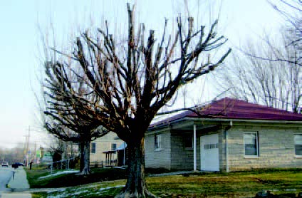 Tree with large branches cut back severely, showing improper topping damage