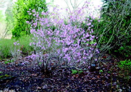 Pink-flowering shrub growing in a mulched garden bed with surrounding plants