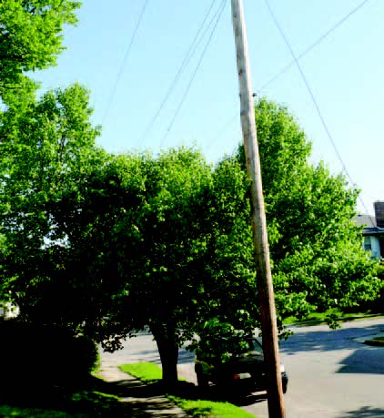 Mature tree growing close to overhead utility lines along a residential street