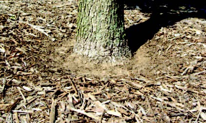 Slight widening at the base of a tree trunk where it meets the soil, indicating the root flare