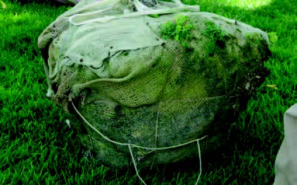 Tree root ball wrapped in burlap and secured with wire before planting