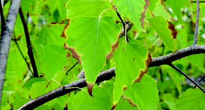 Green leaves with brown, scorched edges and margins along the veins