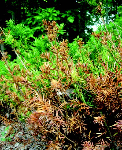 Evergreen shrub with brown, dried needles showing winter burn damage