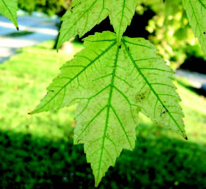 Leaf with yellowing tissue between green veins, indicating chlorosis