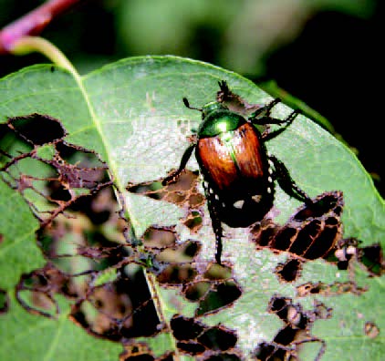 Japanese beetle on a partially eaten leaf