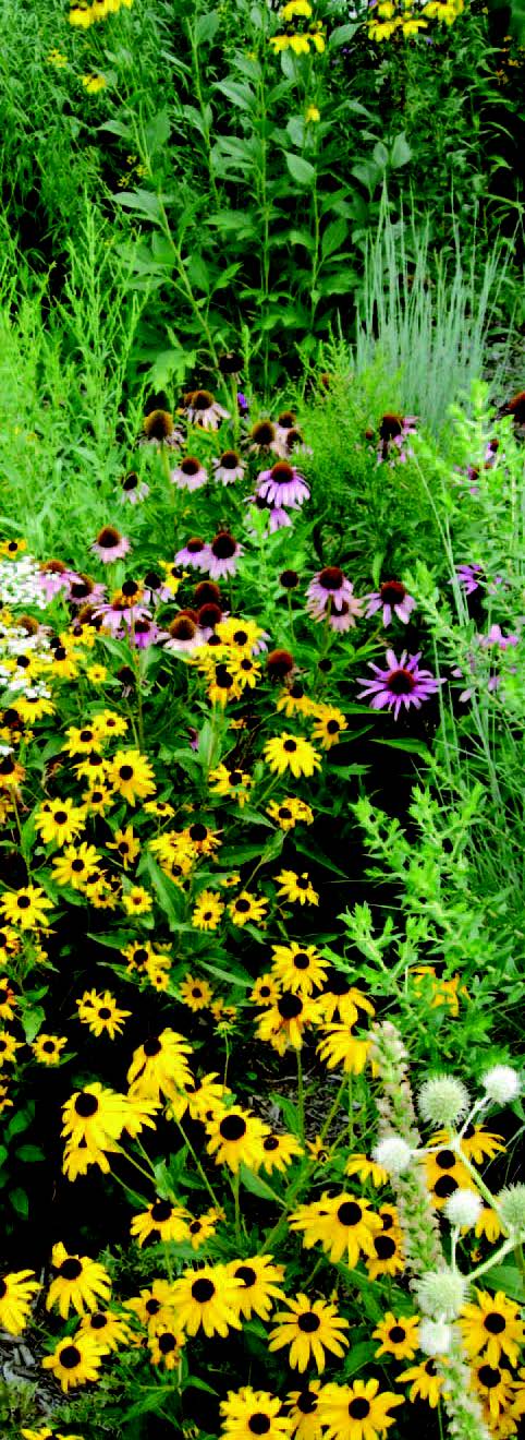 Dense planting of black-eyed Susans and purple coneflowers in a natural garden bed