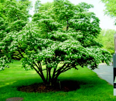 Small multi-stem tree with dense green foliage growing in a lawn with a mulch ring