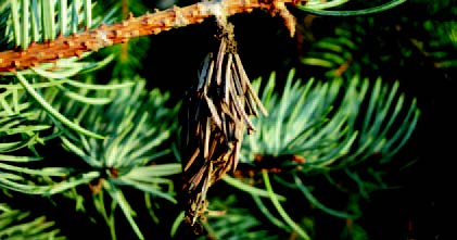 Bagworm case hanging from a conifer branch, resembling a small cluster of needles