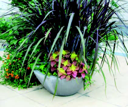 Decorative container with mixed foliage plants and flowering groundcover near a patio