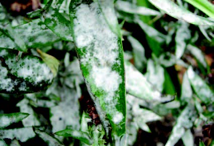 Leaves covered with white powdery coating caused by powdery mildew