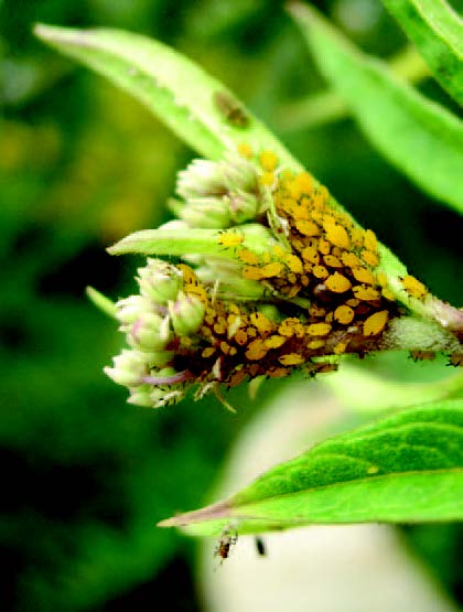 Dense cluster of aphids covering a plant stem and flower buds